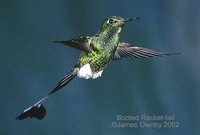 Booted Racket-tail - Ocreatus underwoodii