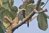 Gould's Toucanet - Selenidera gouldii