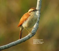 Tail-banded Hornero - Furnarius figulus