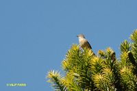 Araucaria Tit-Spinetail - Leptasthenura setaria