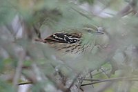 Stripe-backed Antbird - Myrmorchilus strigilatus