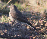 Karoo Chat - Cercomela schlegelii