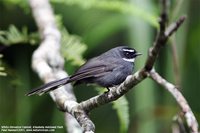 White-throated Fantail - Rhipidura albicollis