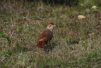 Rufous Bristlebird - Dasyornis broadbenti