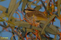 Singing Honeyeater - Lichenostomus virescens