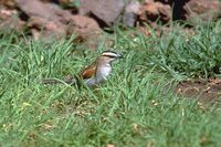 Black-crowned Tchagra - Tchagra senegala