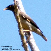 Pale-bellied Myna - Acridotheres cinereus