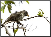 Medium Ground-Finch - Geospiza fortis