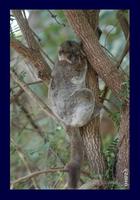 Ankarana Sportive Lemur (Lepilemur ankaranensis)