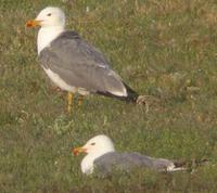 Armenian Gulls