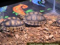 Chaco Tortoise, Geochelone chilensis