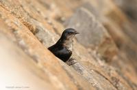 *NEW* Grey-breasted Martin