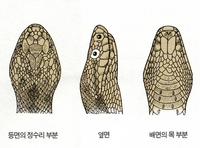 북살모사 Vipera berus sachalinensis