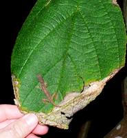 Costa Rican Nightlife (Common Anole, asleep)