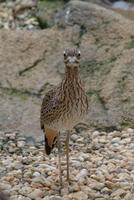 Cape Thick Knee