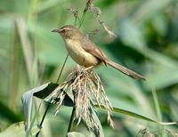 Prinia flaviventris