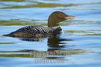 Great Northern Diver [Gavia immer ) , Alaska , USA stock photo