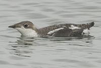 Long-billed Murrelet