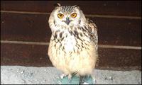 Indian Eagle Owl