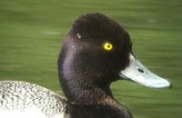 above - a series of pictures (from a video) of the Lesser Scaup, Monkmoor Pool 07/06/05 ©