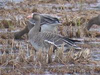 쇠기러기 White-fronted Goose Anser albifrons