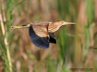 Yellow Bittern