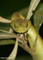 Green bush viper (Atheris species)