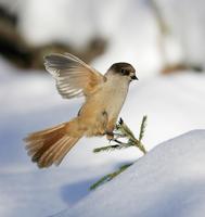 Siberian Jay (Perisoreus infaustus)