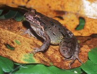 : Adenomera sp.
