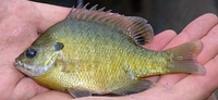 Green Sunfish Lepomis cyanellus