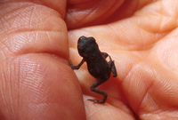 : Bufo americanus; American Toad