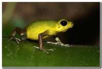 : Dendrobates pumilio cayod'aqua; Strawberry Poison Frog