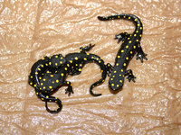 : Neurergus strauchii strauchii; Strauch's Spotted Newt