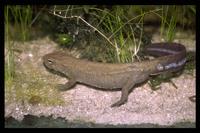 : Paramesotriton hongkongensis; Hongkong Warty Newt