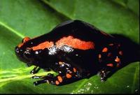 : Phrynomantis bifasciatus; Banded Rubber Frog