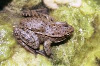 : Rana aurora draytonii; California Red-legged Frog