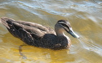 : Anas superciliosa; Pacific Black Duck
