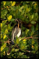 : Anhinga anhinga; Anhinga