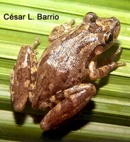 : Scinax x-signatus