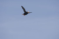 : Fratercula cirrhata; Tufted puffin