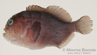 : Caracanthus unipinna