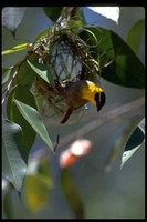 : Ploceus nelicourvi; Nelicourvi Weaver