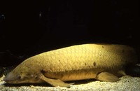 : Neoceratodus forsteri; Australian Lungfish