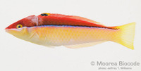 : Pseudojuloides atavai