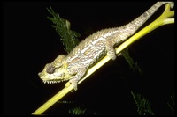 : Chamaeleo hoehnelii