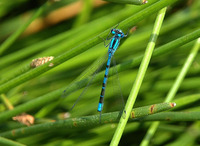 : Enallagma boreale; Boreal Bluet