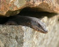 : Egernia saxatilis; Black Rock Skink