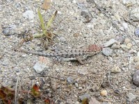 : Holbrookia elegans; Elegant Earless Lizard