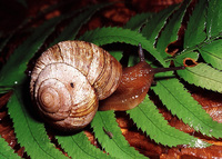 : Anguispira kochi; Banded Tigersnail