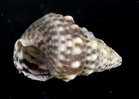 : Cerithium punctatum